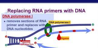 Altering the RNA strand with DNA can increase the performance of drugs designed for ASO Replacing RNA Strand with DNA