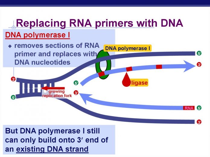 Replacing RNA Strand with DNA