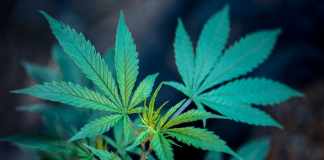 How to Make the Best Weed Brownies